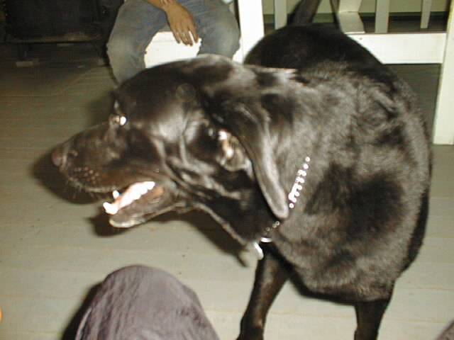 {short description of image}