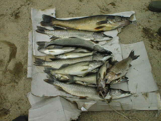 {short description of image}